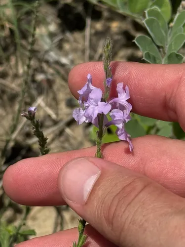 Clover's Vervain