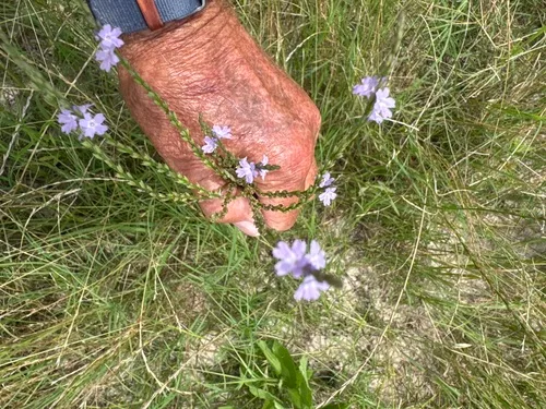 Texas Vervain — photo by bill1945dvm