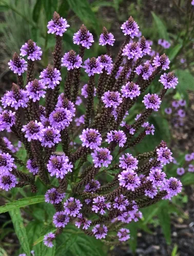 Swamp Verbena — photo by keisterdan