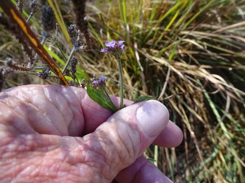 Purpletop Vervain — photo by Shaun Swanepoel