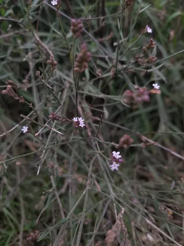 Uruguayan Vervain — photo by Julieta Palavecino