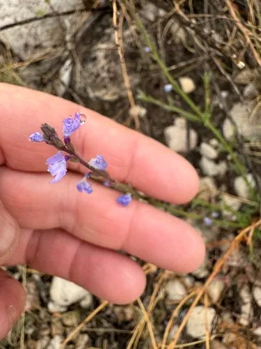 Pinleaf Vervain — photo by Mary Duffy