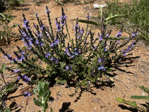 Fanleaf Vervain — photo by Amanda Green