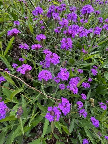 Tuberous Vervain — photo by beldarrr