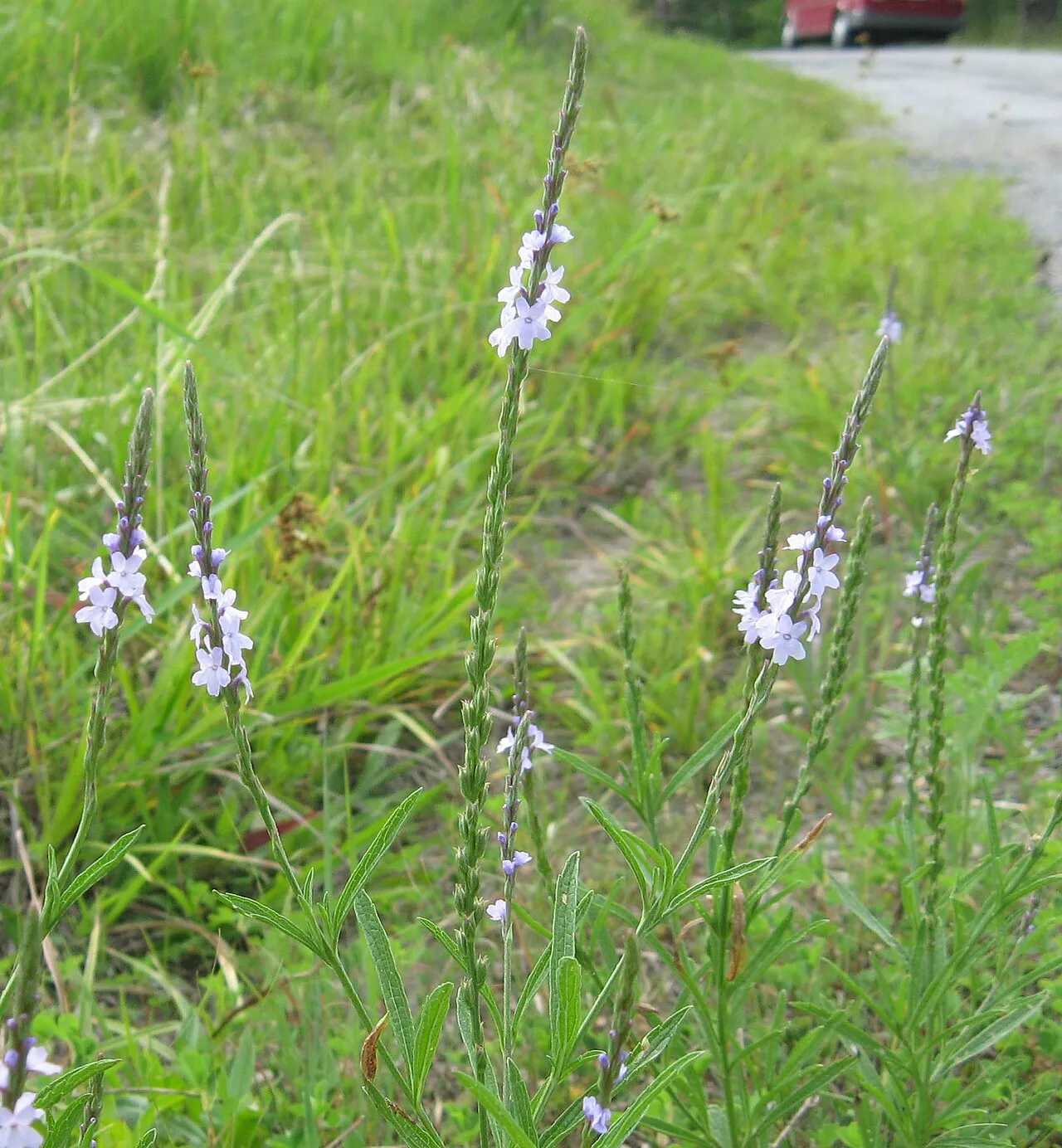 Narrowleaf Vervain — photo by Mason Brock (Masebrock)