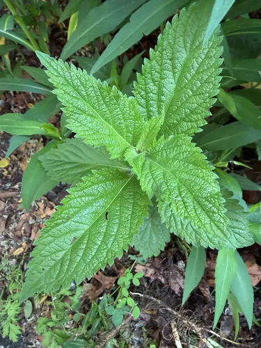 White Vervain (var. leiocarpa) — photo by betsyyyy