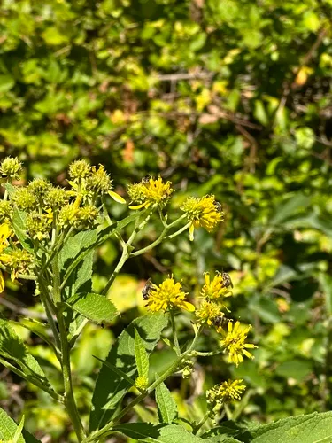 Wingstem — photo by mad_kap