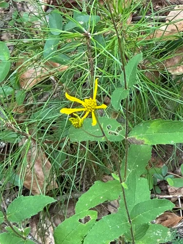 Coastal Plain Crownbeard