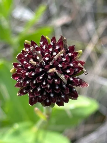 Chapman's Crownbeard