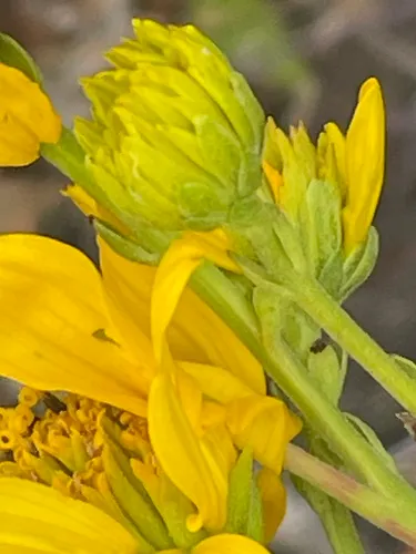 Bigleaf Crownbeard