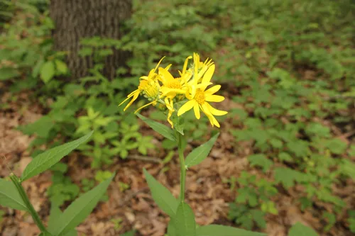 Gravelweed — photo by Aliyah Schaefer