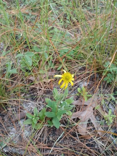Diverseleaf Crownbeard