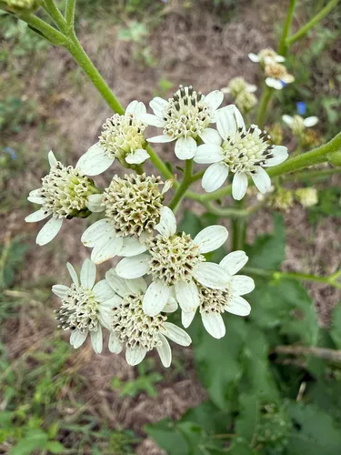 Texas Crownbeard — photo by Derek Muschalek