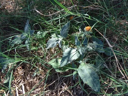 Dwarf Crownbeard
