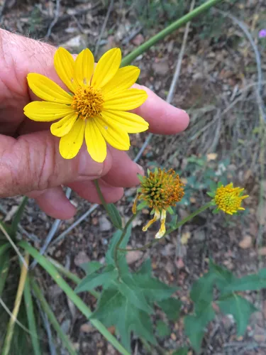 Mountain Crownbeard — photo by Chuck Sexton