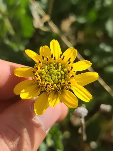 Rothrock's Crownbeard — photo by Daniel