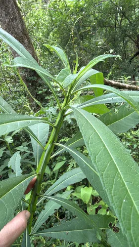 Carolina Crownbeard
