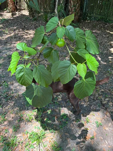 Tungoil Tree