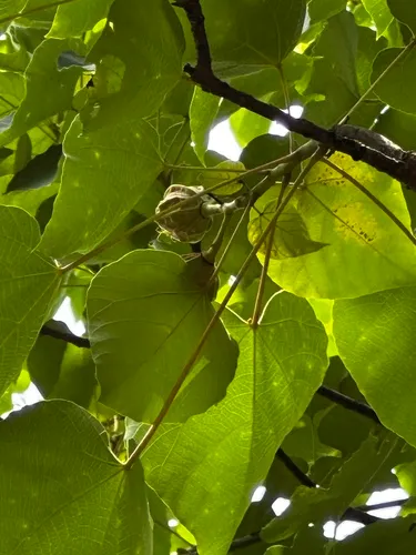 Mu Oil Tree — photo by machine1105