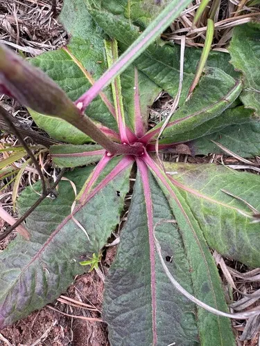 Stemless Ironweed — photo by Becky Dill