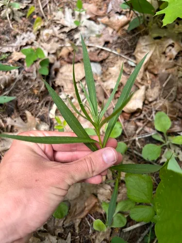 Arkansas Ironweed