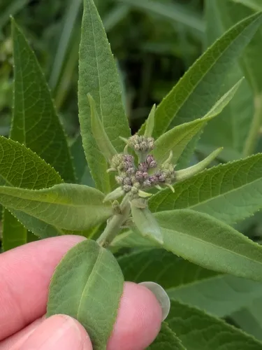 Baldwin's Ironweed
