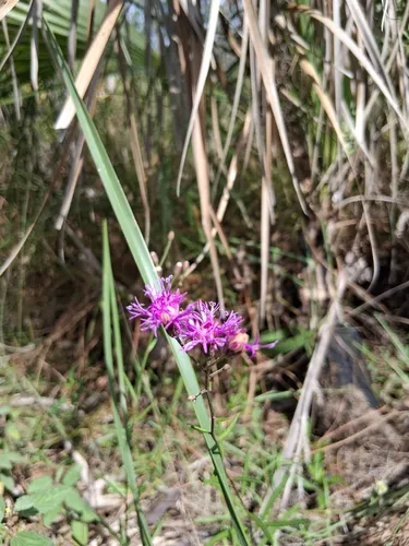 Florida Ironweed