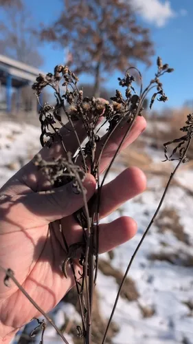 Prairie Ironweed — photo by buffalobuffalobuffalobuffalobuffalo