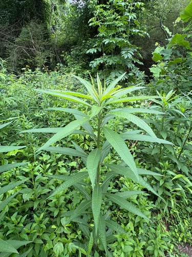 Giant Ironweed