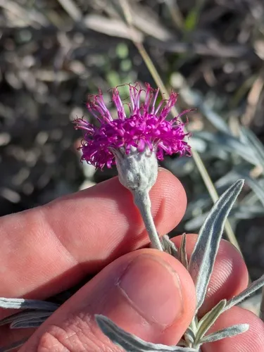 Larsen's Ironweed — photo by Eric Knight