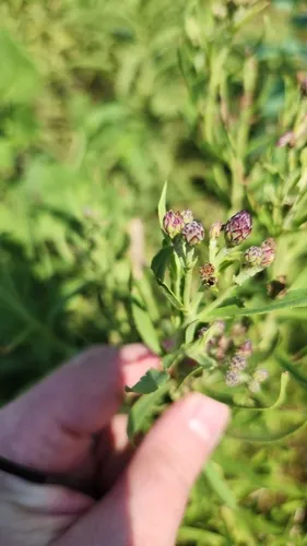 Plains Ironweed — photo by Timothy Pegg