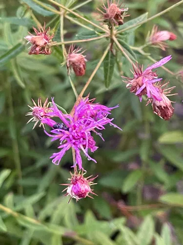 Georgia Ironweed
