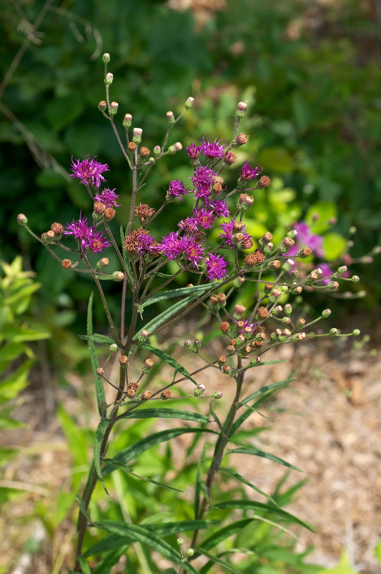 Texas Ironweed — photo by Eric Hunt