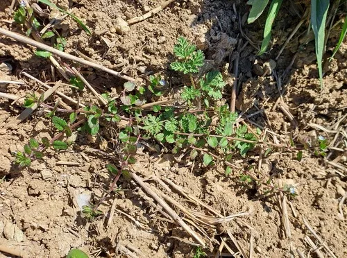 Green Field Speedwell — photo by Radim Paulič