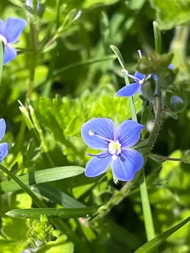 American Speedwell