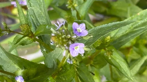 Water Speedwell