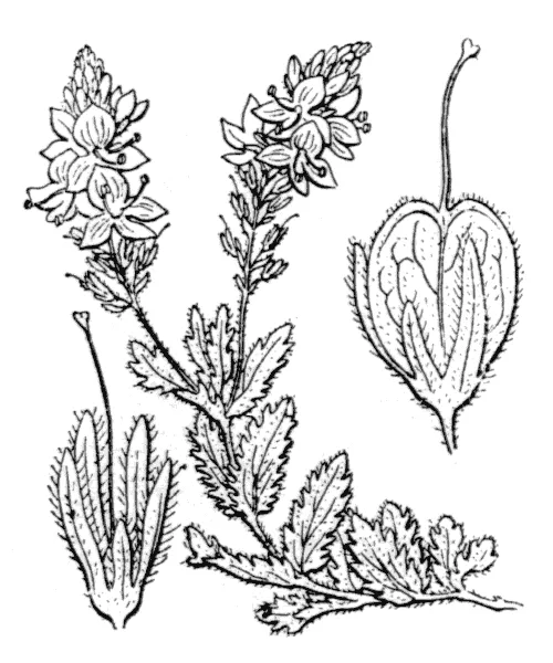 Broadleaf Speedwell (subsp. teucrium) — photo by Hippolyte Coste