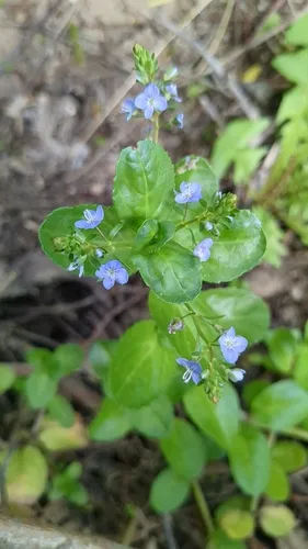 European Speedwell — photo by Africa Gomez
