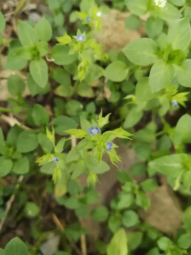 Twolobe Speedwell — photo by Анастасия Згонник