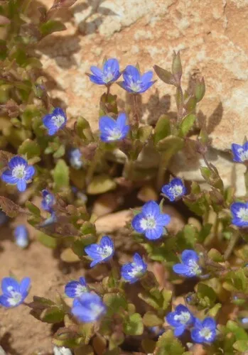 Bent-foot Speedwell — photo by M. Salimeh