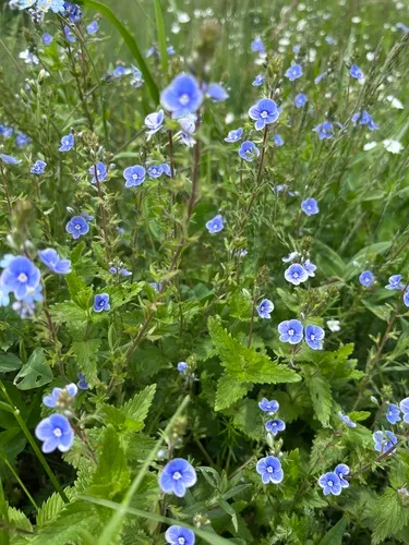 Germander Speedwell — photo by Наталья Пикалова