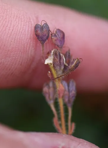Copeland's Speedwell