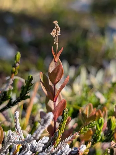 Cusick's Speedwell