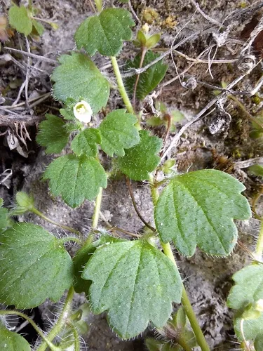 Glandular Speedwell — photo by rudymaex