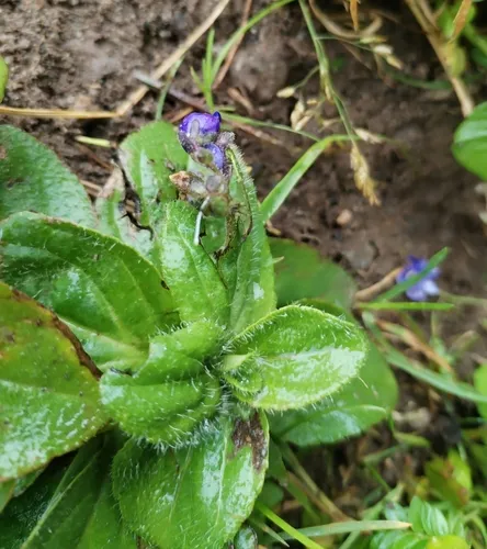 Largeflower Speedwell