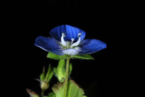 Birdeye Speedwell — photo by Douglas Goldman