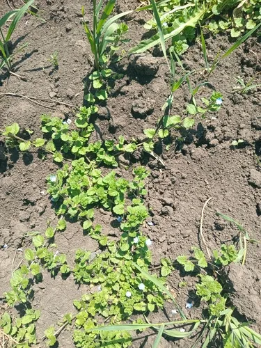 Gray Field Speedwell — photo by mmo569f