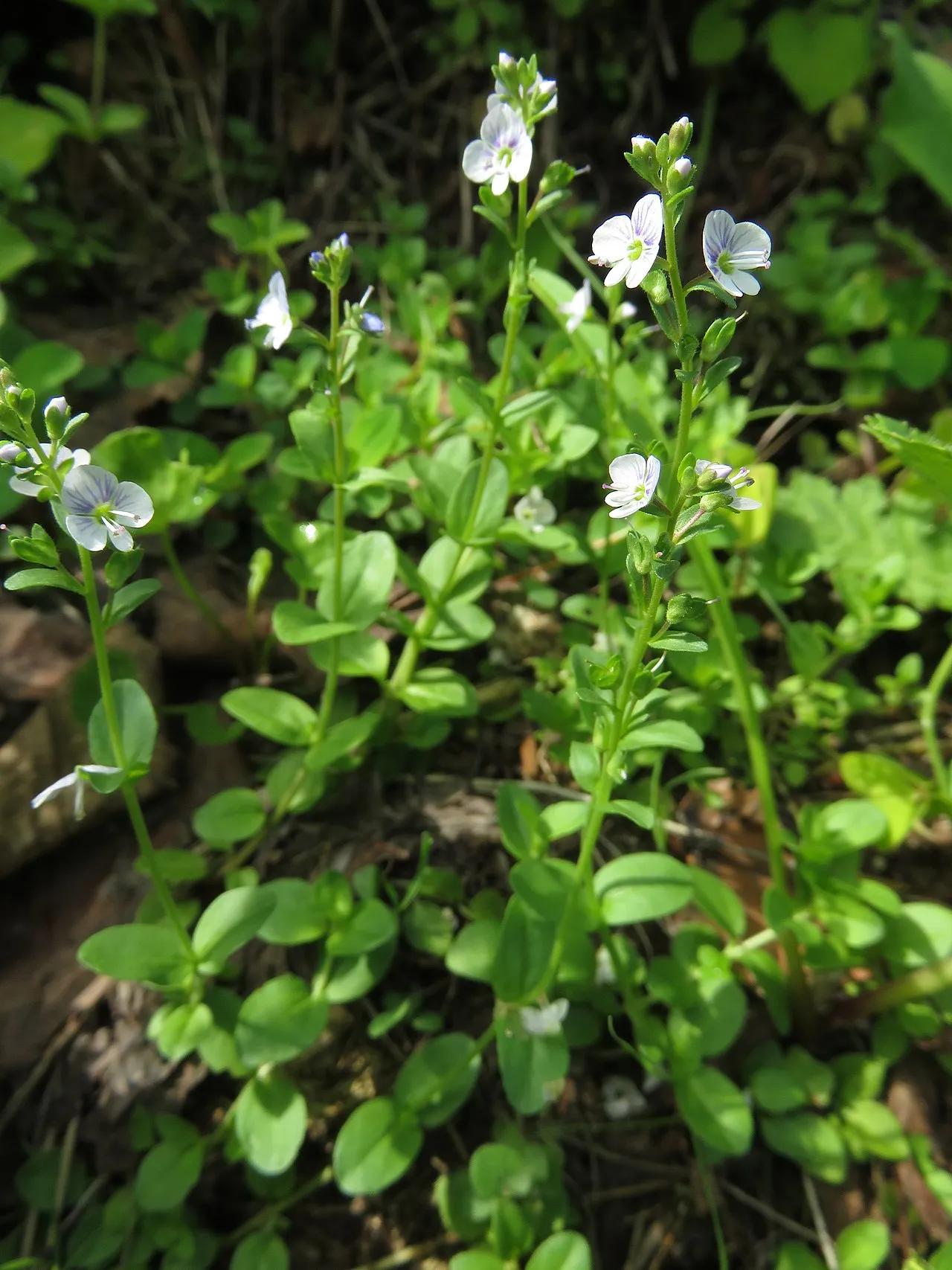 Brightblue Speedwell (subsp. humifusa) — photo by Qwert1234