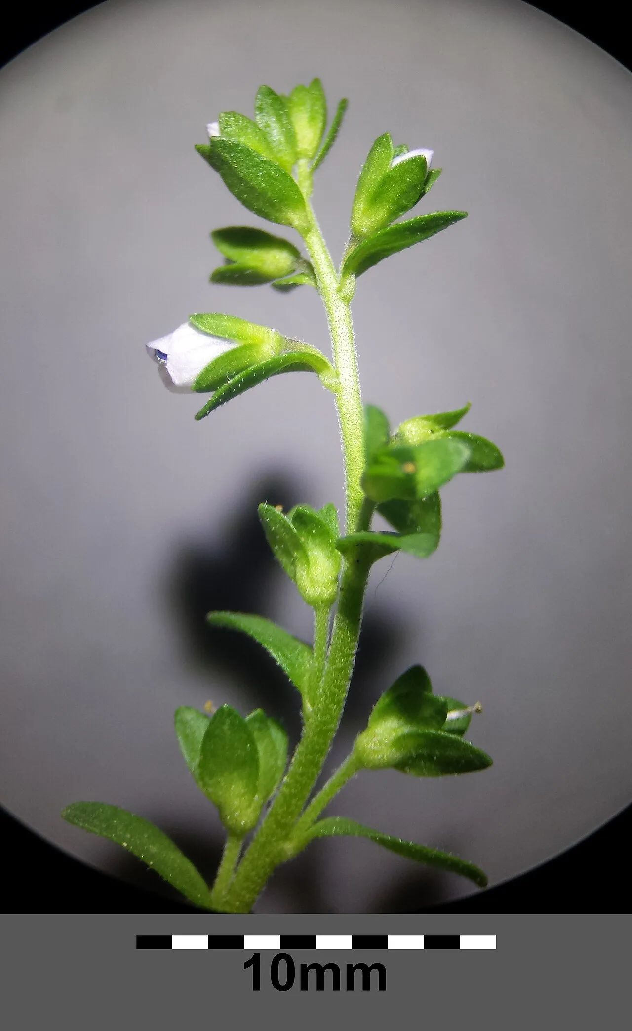 Thymeleaf Speedwell (subsp. serpyllifolia) — photo by Stefan.lefnaer