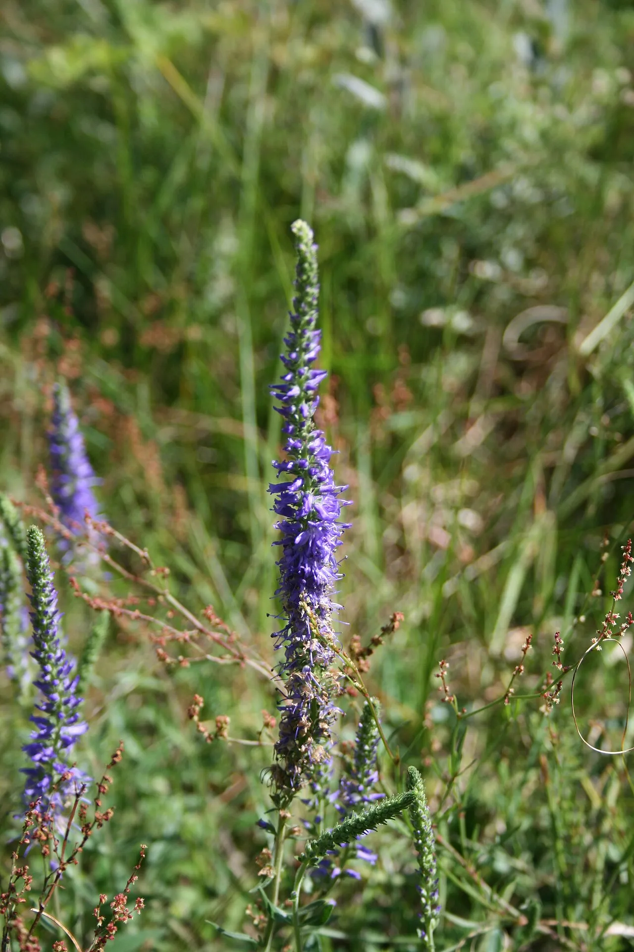 Spiked Speedwell (subsp. spicata) — photo by Uleli